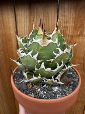 Agave oteroi titanota for sale  Fremont