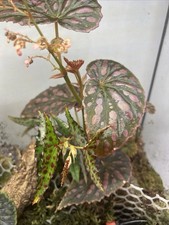 Begonia chlorosticta negrosens d'occasion  Ajaccio-
