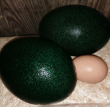 Emu eggs hatching for sale  HARPENDEN