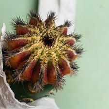 Vendita rafte raro usato  Spedire a Italy