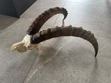 Steinbock trophäe den gebraucht kaufen  Freiburg im Breisgau