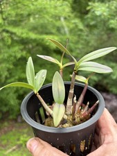 Dendroibum kingianum near for sale  Bloomington