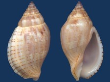 Concha Lyria deliciosa Seashell, usado comprar usado  Enviando para Brazil