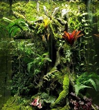 Mossarium kit living for sale  CARNFORTH