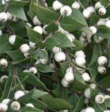 Myrtus communis white usato  Napoli