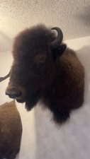 bison head for sale bison head for sale Cut Bank