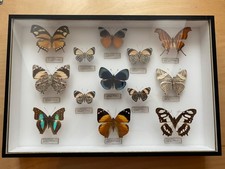 Coffret papillons pérou d'occasion  Solre-le-Château