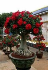 Adenium obesum desert usato  Torino