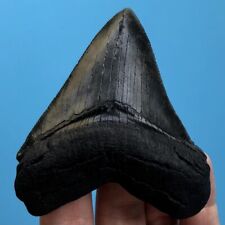 Megalodon fossil shark for sale  Los Angeles