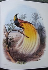 Traviès oiseaux remarquables d'occasion  Parthenay