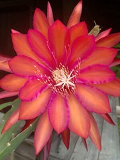 Blattkaktus epiphyllum pflanze gebraucht kaufen  Gangkofen