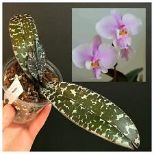 Rare phalaenopsis schilleriana for sale  NOTTINGHAM