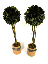 Pair potted boxwood for sale  Houston