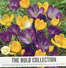 Crocus species mix for sale  SCUNTHORPE