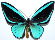 Ornithoptera priamus poseidon usato  Spedire a Italy