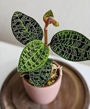 Jewel orchid macodes for sale  Sanford