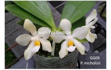 Phalaenopsis micholitzii orchi for sale  SHREWSBURY
