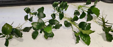 Anubias nana rhizome for sale  GRANTHAM