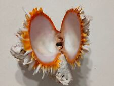 Conchiglia shell spondylus usato  Piombino