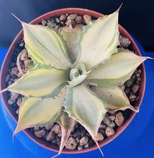 Extraordinaire agave potatorum d'occasion  Aire-sur-l'Adour