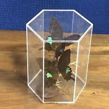 Jungle jade swallowtail for sale  Orlando