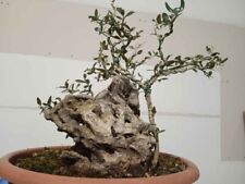 bonsai ulivo usato  Torella dei Lombardi