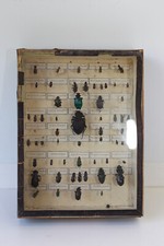 Entomologie boîte insectes d'occasion  Cosne-Cours-sur-Loire
