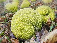 Hedge apple tree for sale  Paducah