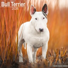 Calendário Bull Terrier 2026 | Parede de presente de raça de cachorro 15% OFF VÁRIOS PEDIDOS comprar usado  Enviando para Brazil