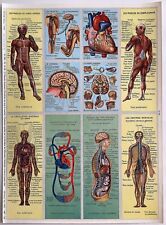 Planche pédagogie anatomie d'occasion  Saint-Léger-sur-Dheune