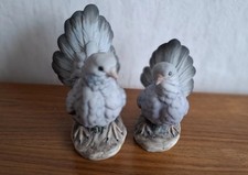 Taubenpärchen royal meridian gebraucht kaufen  Wedemark