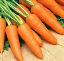 Carota chantenay sementi usato  Roma