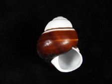 Land snail helicostyla for sale Land snail helicostyla for sale  SOUTHAMPTON