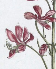 1768 philip miller usato  Urbino