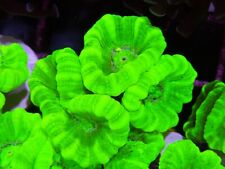 Head neon green for sale  CLACTON-ON-SEA