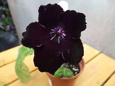Streptocarpus tsf polar for sale  MAIDENHEAD