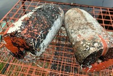 Authentic crab fish for sale  Wanchese