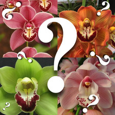 Mystery cymbidium seedlings for sale  Denver