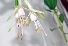 White fuchsia hawkshead for sale White fuchsia hawkshead for sale  MORETON-IN-MARSH