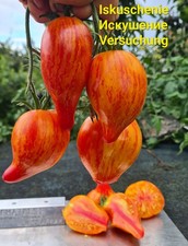 Tomatensamen iskuschenie ис� gebraucht kaufen  Nordhausen