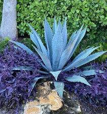 agave gallon for sale  Fort Pierce