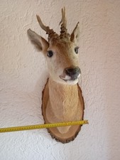 Hirschkopf tierpräparat gewei gebraucht kaufen  Teisnach