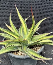 Agave gentryi peña for sale  Goleta