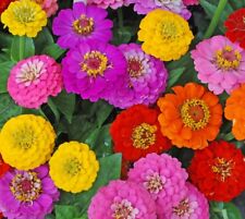 Zinnia lilliput flower for sale  Minneapolis