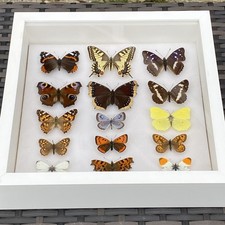 Fine collection framed for sale Fine collection framed for sale  RAYLEIGH