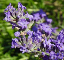 Lavandula angustifolia lavanda usato  Napoli