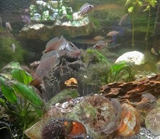 Neolamprologus multifasciatus  for sale  Pleasant Prairie