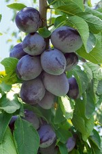 Prunus domestica hauszwetsche gebraucht kaufen  Westerstede
