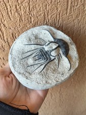 Minerali trilobite dicranurus usato Minerali trilobite dicranurus usato  Pontedera