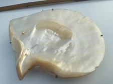 shell soap dish for sale shell soap dish for sale SOUTHAMPTON